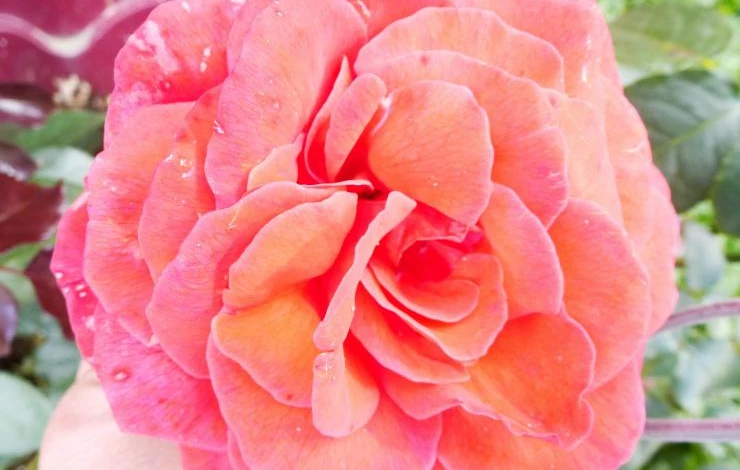 наши цветы 085.JPG