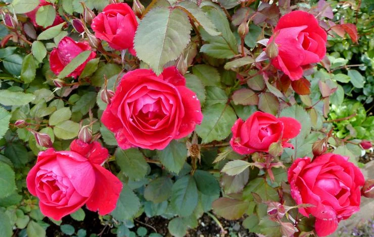 наши цветы 087.JPG