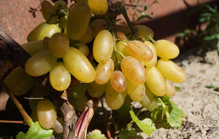 сорта винограда в Сибири