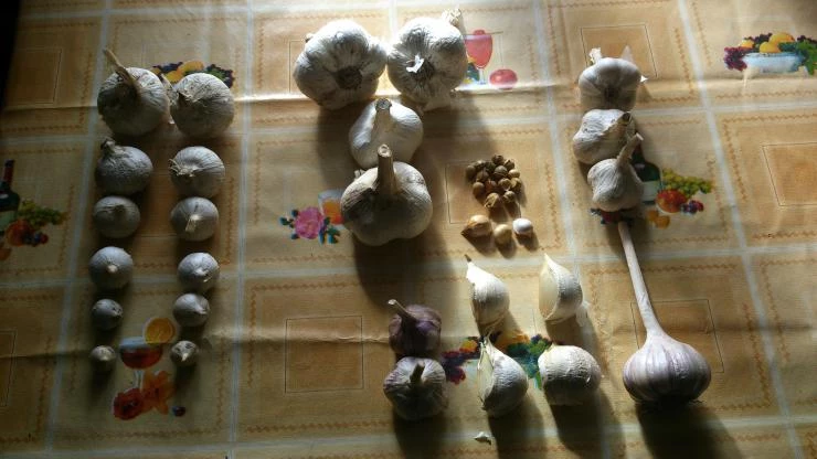 рокамболь и озимый чеснок