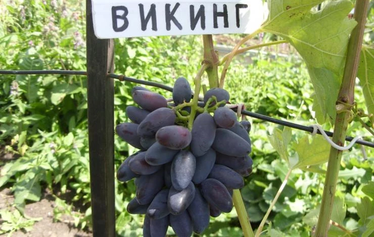 виноград викинг
