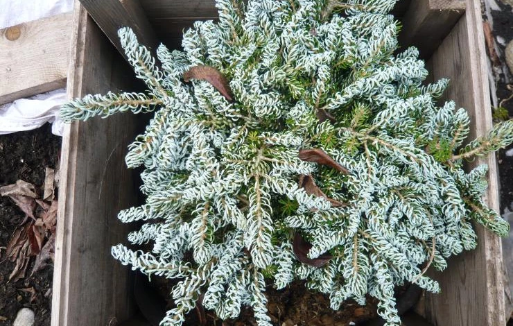 укрытие пихты на зиму