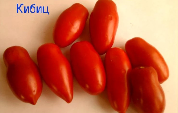кибиц.jpg