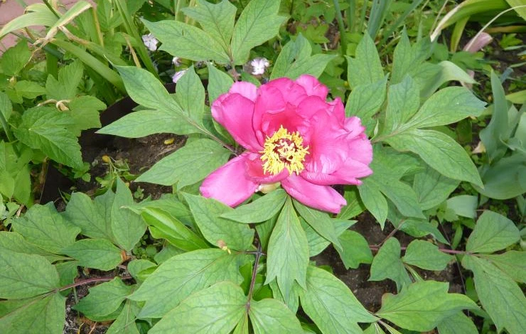 пион древовидный размножение