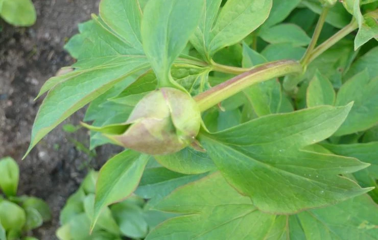 размножение пиона древовидного отводками