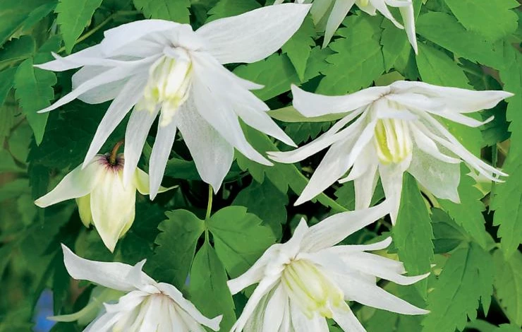 княжик Альбина Плена