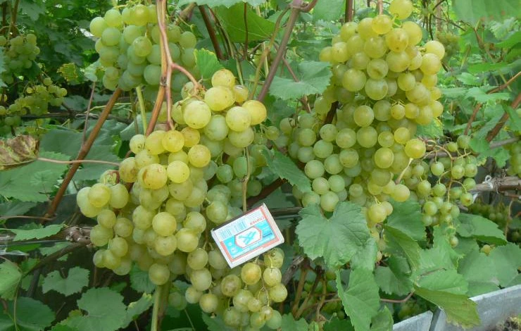 виноград Ольга