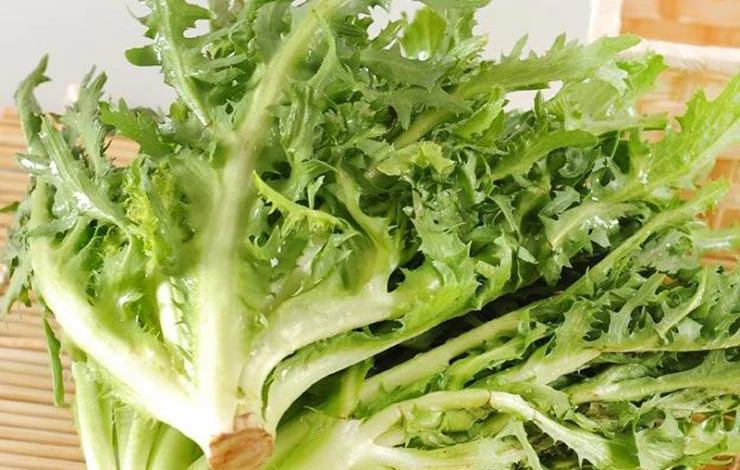 хризантема салатная