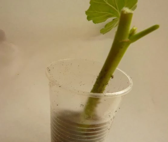 укоренение герани