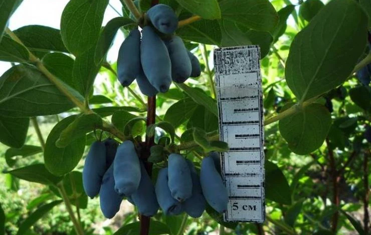 сорт жимолости Югана