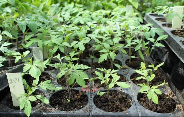 рассада помидоров