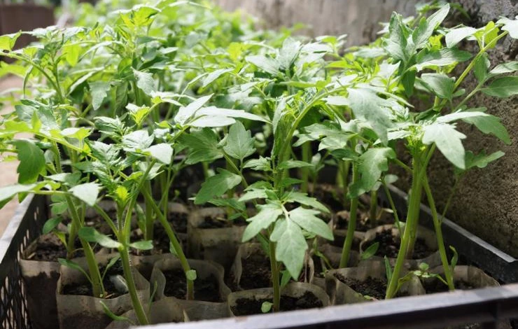 рассада томатов в пленке