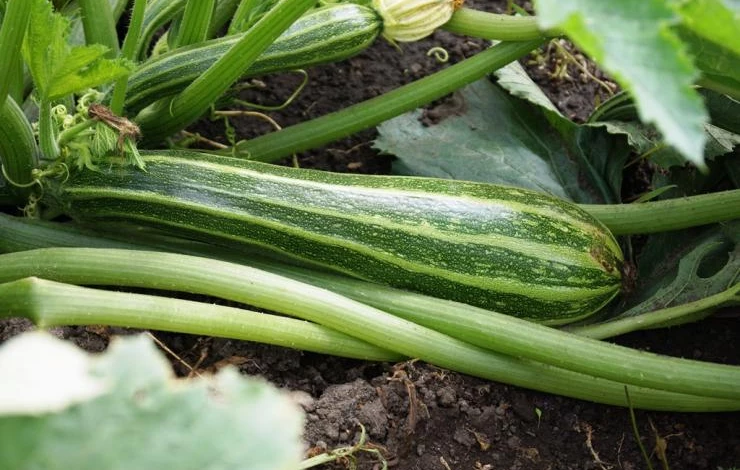 ранние сорта кабачков