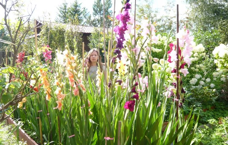 гладиолусы в саду