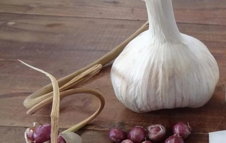 как вырастить рокамболь