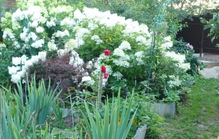 уход за гортензией