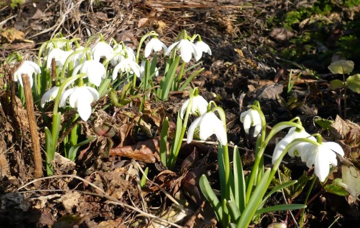весенние первоцветы подснежник