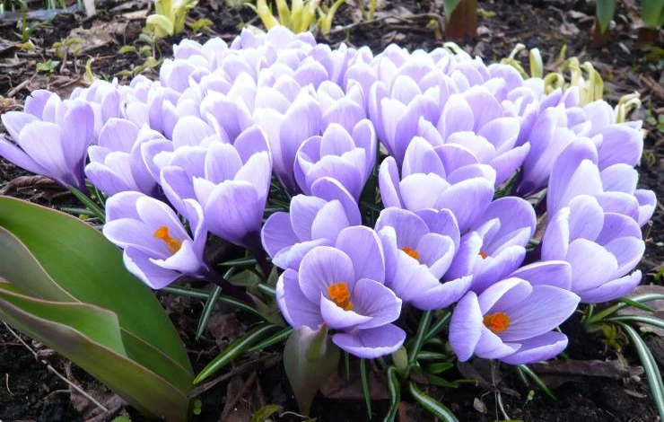 первоцветы крокус