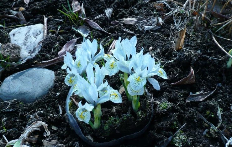 первоцвет ирис сетчатый