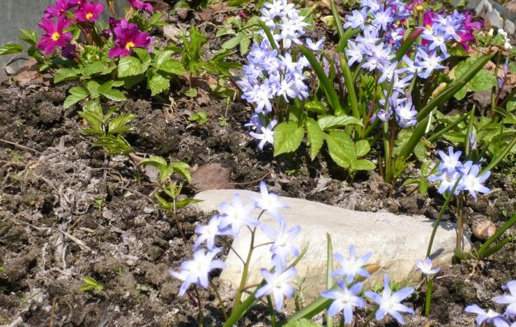 ранние цветы хионодокса