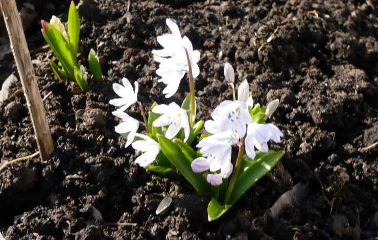 первоцвет пролеска