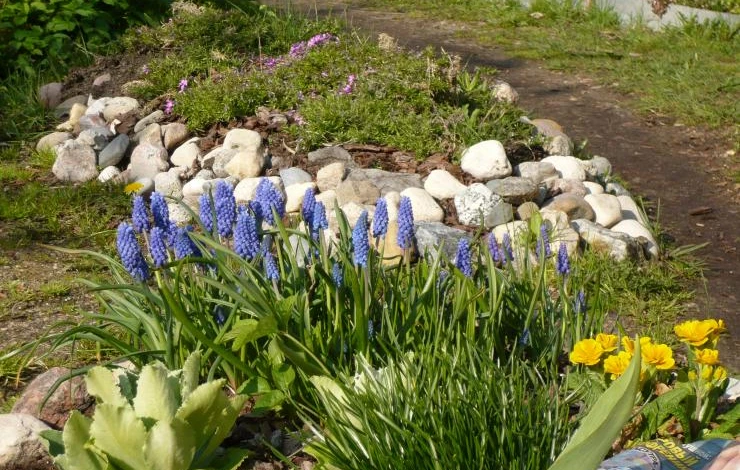 первые цветы мускари