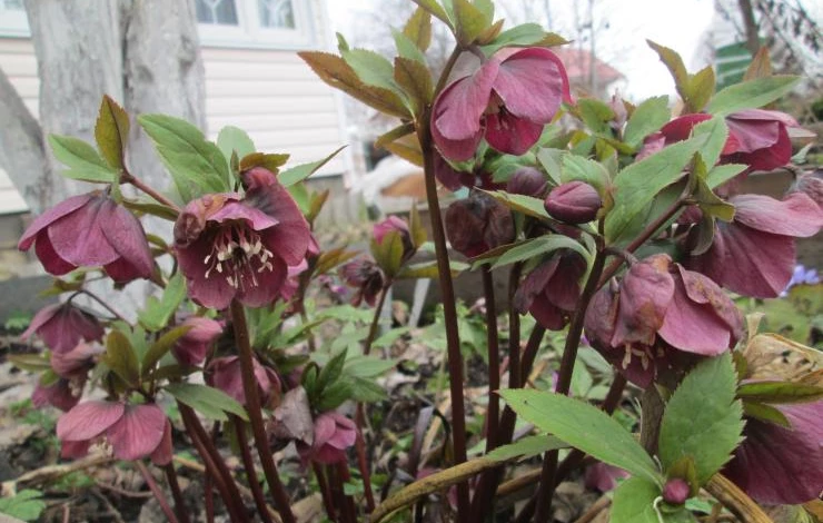 первоцвет морозник