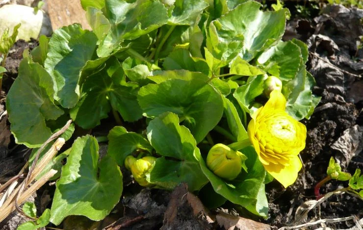 ранние цветы калужница
