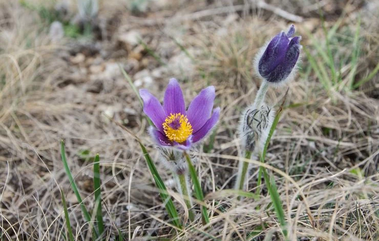 первые цветы прострел
