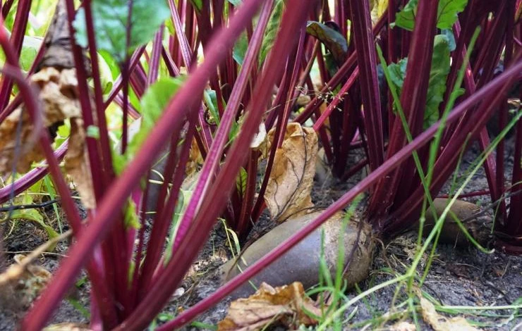 уход за свеклой в открытом грунте
