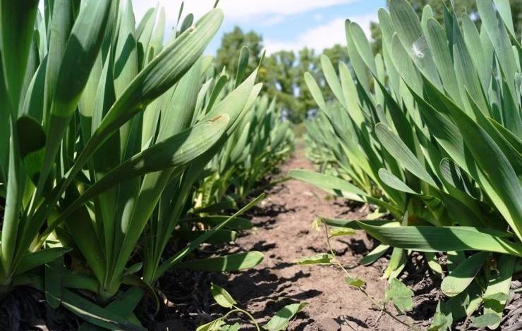 лук слизун посадка