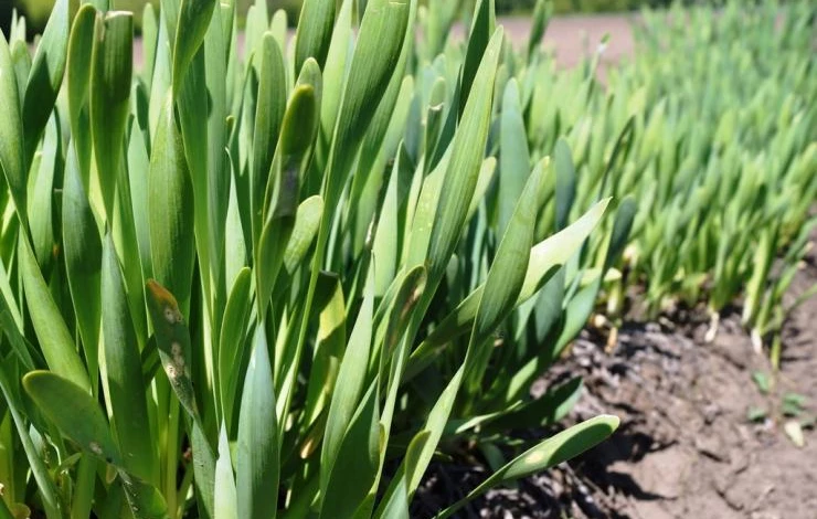 лук слизун уход