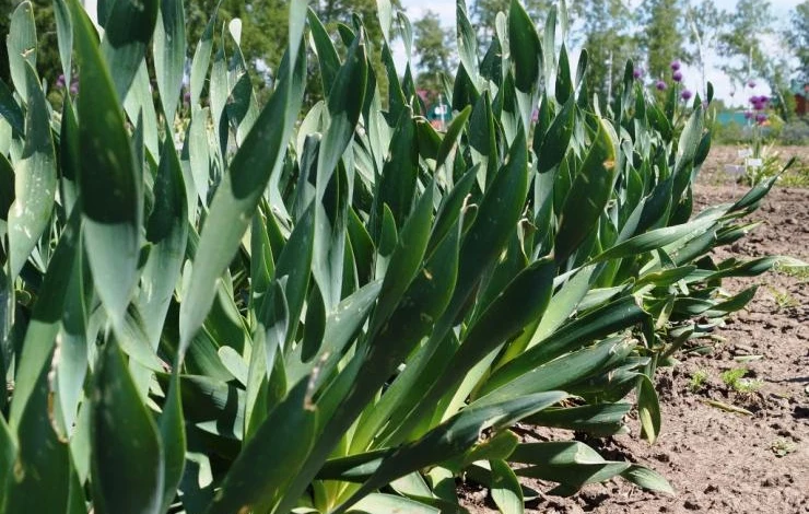 лук слизун когда сажать