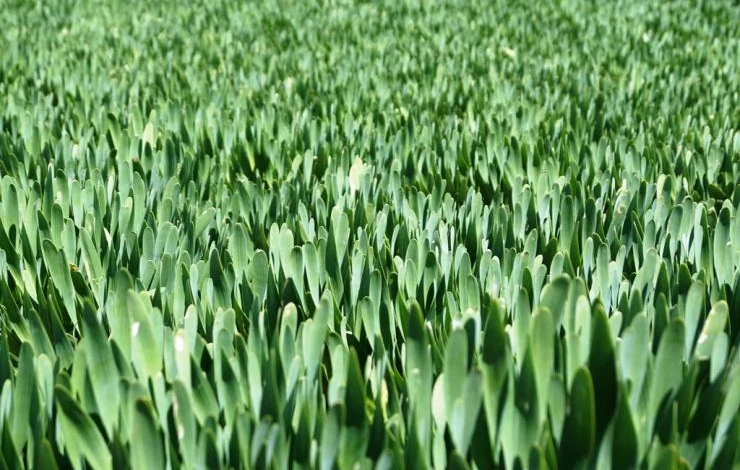 лук слизун выращивание из семян