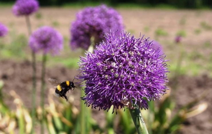 как выращивать лук слизун
