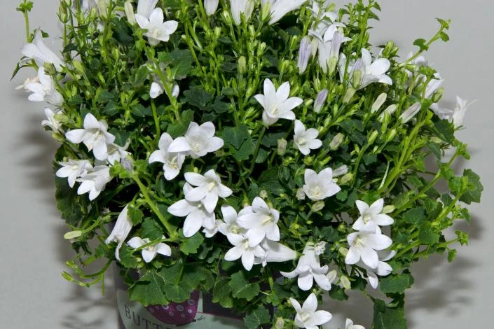 Жених и невеста