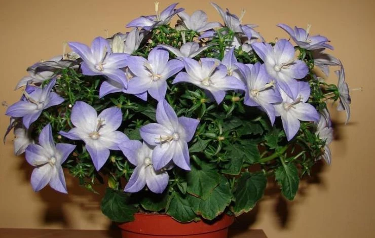 Жених и невеста