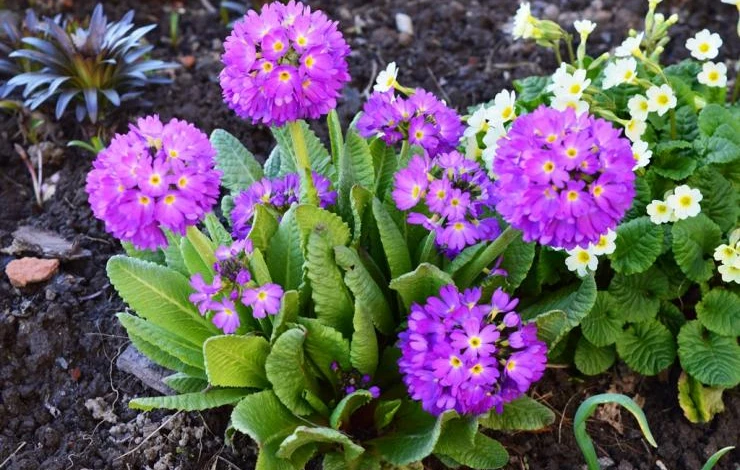 примула неприхотливое растение