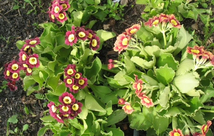 Примула ушковая