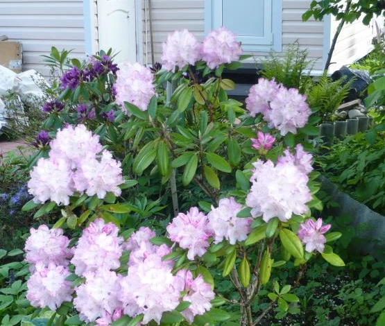 уход за рододендроном после цветения