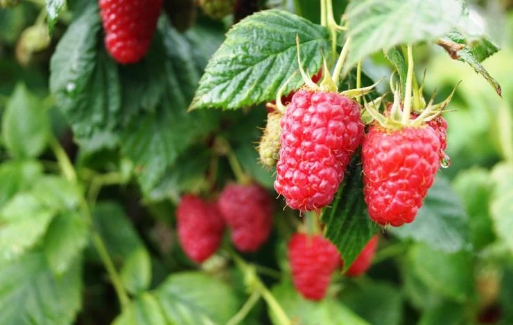 обрезка малины осенью