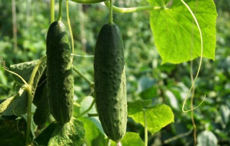 как формировать огурцы