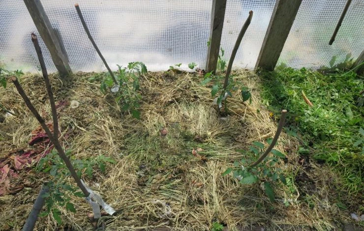 Мульчирование томатов