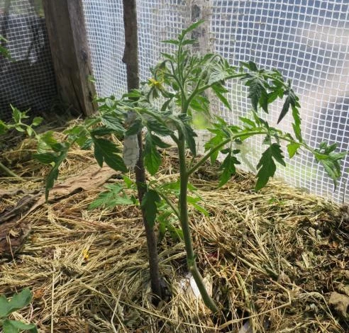 Цветущие томаты