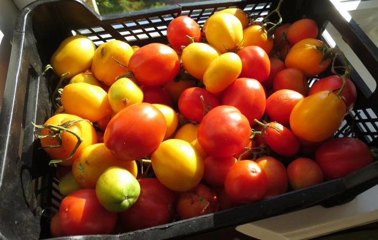 Урожай томатов