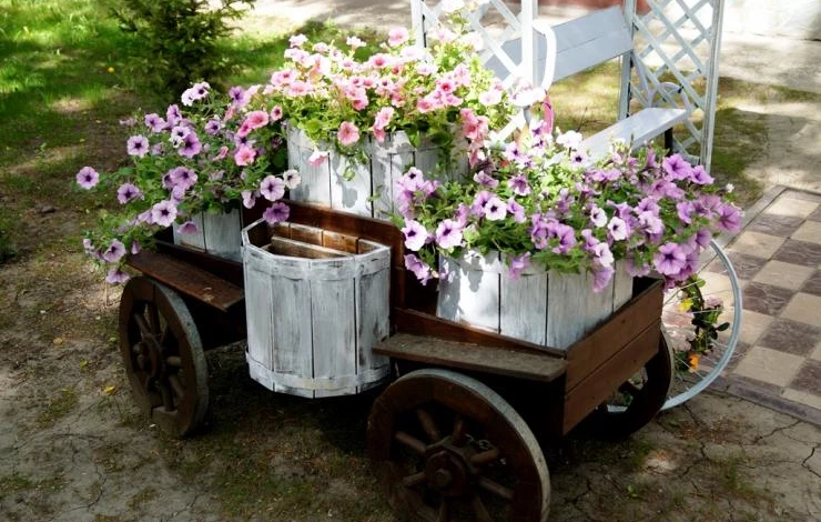 черенкование петунии весной