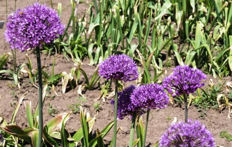 огород в июне