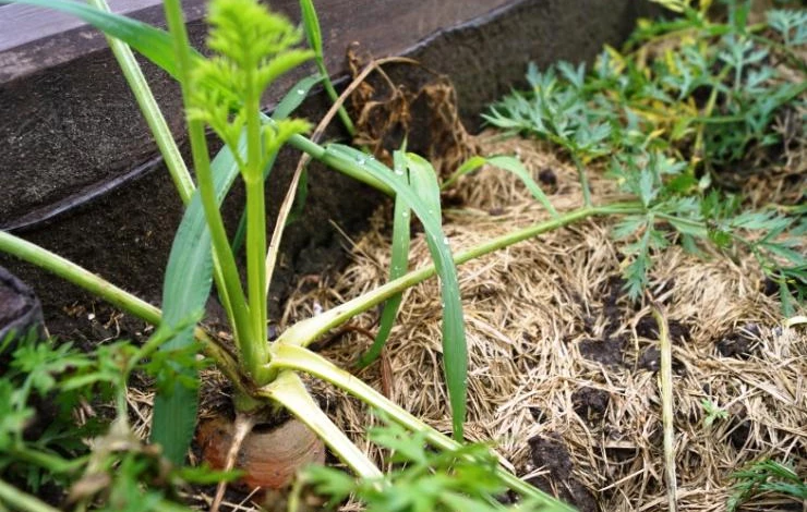 уход за морковью после посадки