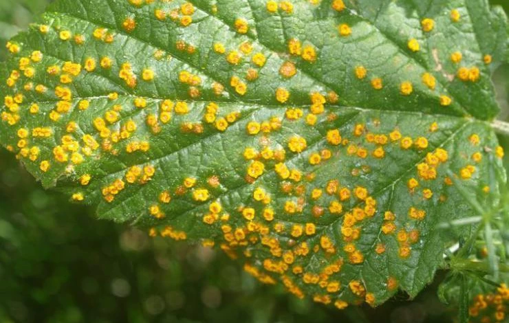 Ржавчина малины