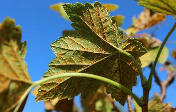 Ржавчина смородины
